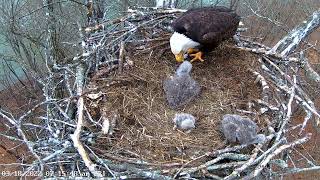 Dale Hollow Eagle Camera 18.03.2022 07:07