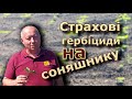 Страхові гербіциди на соняшнику.