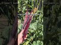 vibrant red glass gem corn