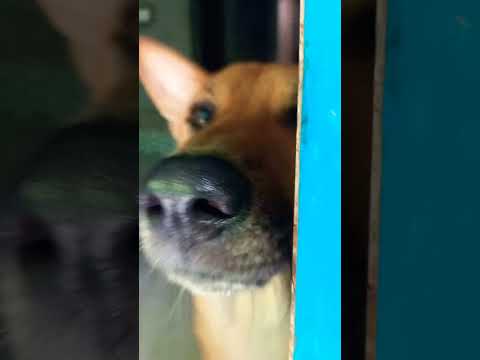 Dog Funny Time 2025 Funnypets