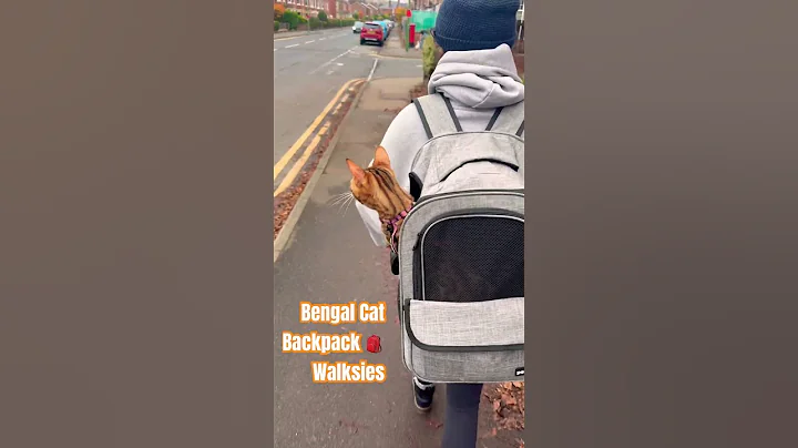 Video 11520701: bengalcat bengals cats, bengal cat meowing