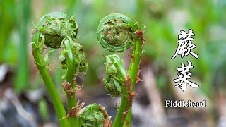 Fiddlehead fern recipe , precious Chinese wild vegetables，Chinese food cooking in village