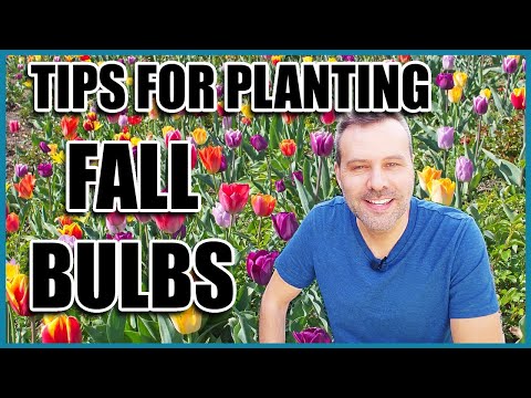 Video: Flower Bulb Lasagne Dyrking - Lær om lasagne Bulb Planting Technique