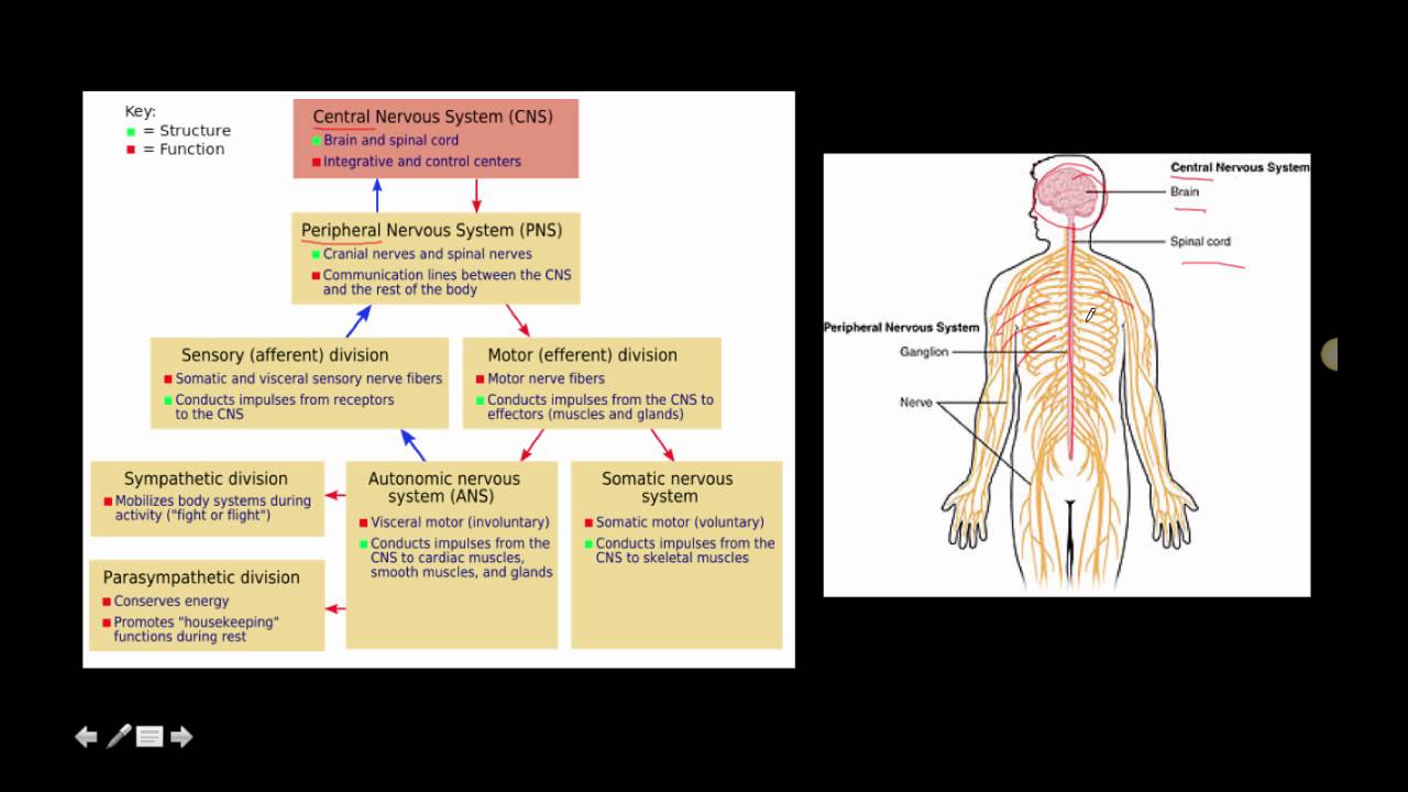 nervous system overview - YouTube