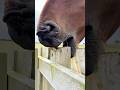 Why Horses Bite Wood