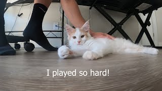 Playing with Maine Coon Kitten! 4 months old  Zeus the Cat by Zeus the Cat 9,224 views 3 years ago 7 minutes, 4 seconds