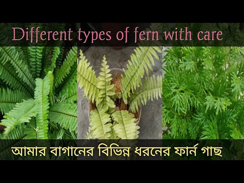 Different types of fern with care tips#বিভিন্ন ধরনের ফার্ন গাছ এবং তাদের পরিচর্যা#My fern collection