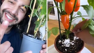 How To Keep Your Plants Happy