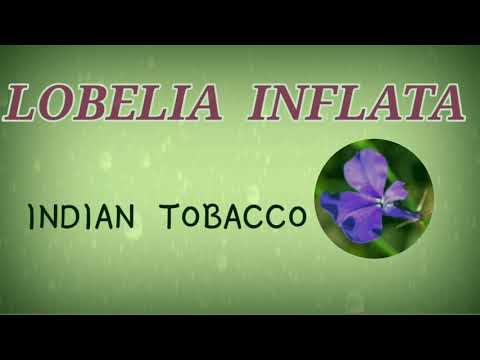 Lobelia inflata / হোমিওপ্যাথিক ঔষধ