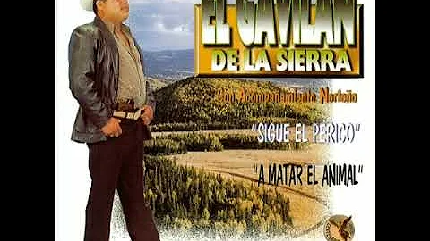 El Gavilan De La Sierra / Disco Completo / Corridos De Los 90's