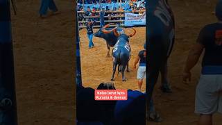 Adu Kerbau Kelas Berat shorts short kerbau adukerbau buffalo torajautara animalfight