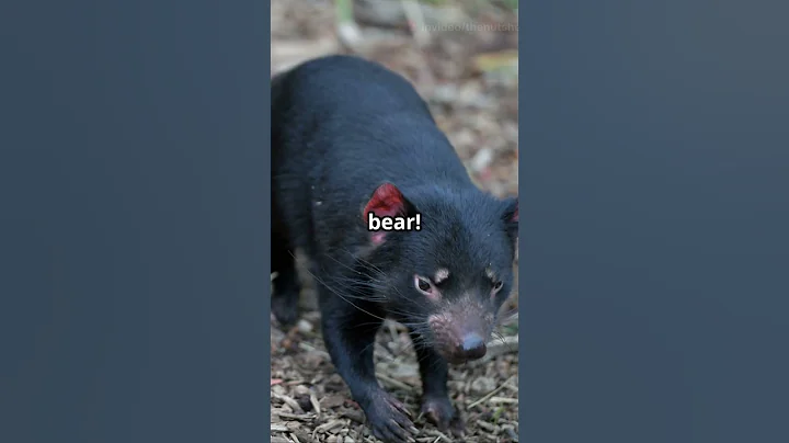 3 Fun Facts About US Presidents You Didn't Know!