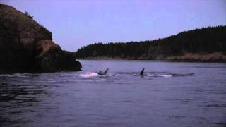 Transients at Sunset by Ken Balcomb 114 views 8 years ago 1 minute, 47 seconds