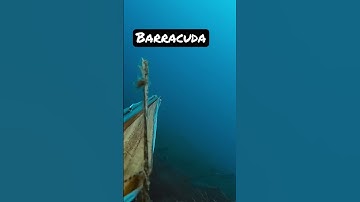 Barracuda🔱🌊 #pescasub #spearfishing #pescasubmarina #barracuda