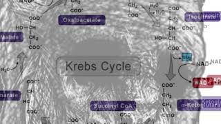 when you&#39;re a psychology student and see krebs cycle in the psychobiology textbook