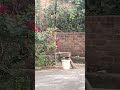 Mongoose drinking water