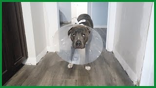 The Cone of Shame