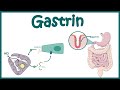 Gastrin  function and mechanism of action