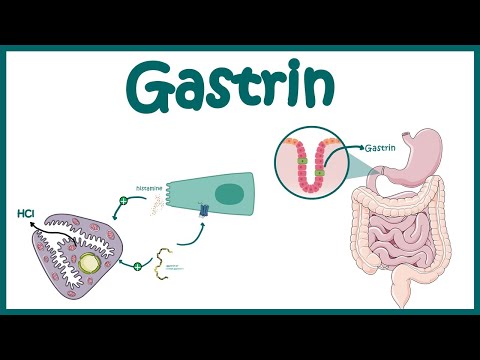 ഗാസ്ട്രിൻ || പ്രവർത്തനത്തിന്റെ പ്രവർത്തനവും മെക്കാനിസവും