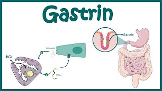 Gastrin || Function and mechanism of action