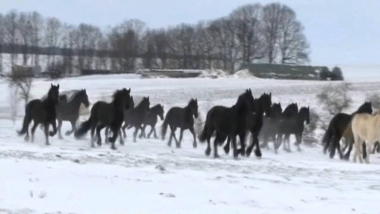 {Herde
25} Friesen Herde - Winterimpressionen - 1 - YouTube | {Herde
25}