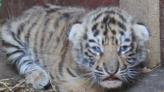 Cute Baby Animals Living In Zoo Compilation 2015 [NEW HD VIDEO]