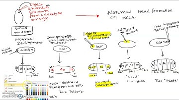 DROSOPHILA  DEVELOPMENT ANTERIOR AND POSTERIOR AXIS FORMATION // BICOID EXPERIMENT FOR CSIR NET EXAM