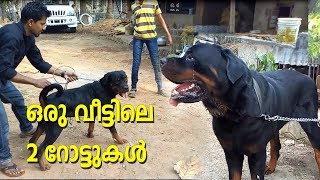 TWO ROTTWEILER  DOGS WITH EXTREMELY DIFFERENT CHARACTORS l ROTTWEILER DOG