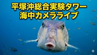 平塚沖総合実験タワー 海中カメラ のライブ映像