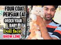🔥 Fawn Colour Persian Cat 😍 | Rare Luxury Persian Cat for Sale in India | Heavy four Coat Doll Face