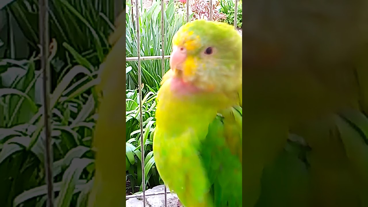 Superd parrot and lovebird 