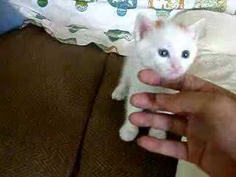 子猫その２