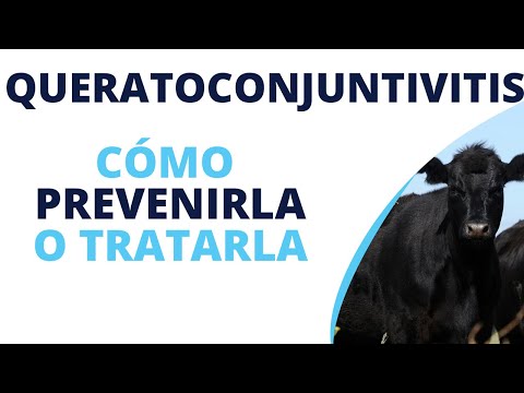 Video: Tratamiento De La Conjuntivitis En Vacas »Wiki Ùtil Cómo Se Trata La Conjuntivitis En El Ganado