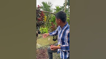 Cây Ổi Ayothaya 3 Thái Lan | 0386569374 - Ngọc Ngân Bến Tre | Chuyên cây độc lạ