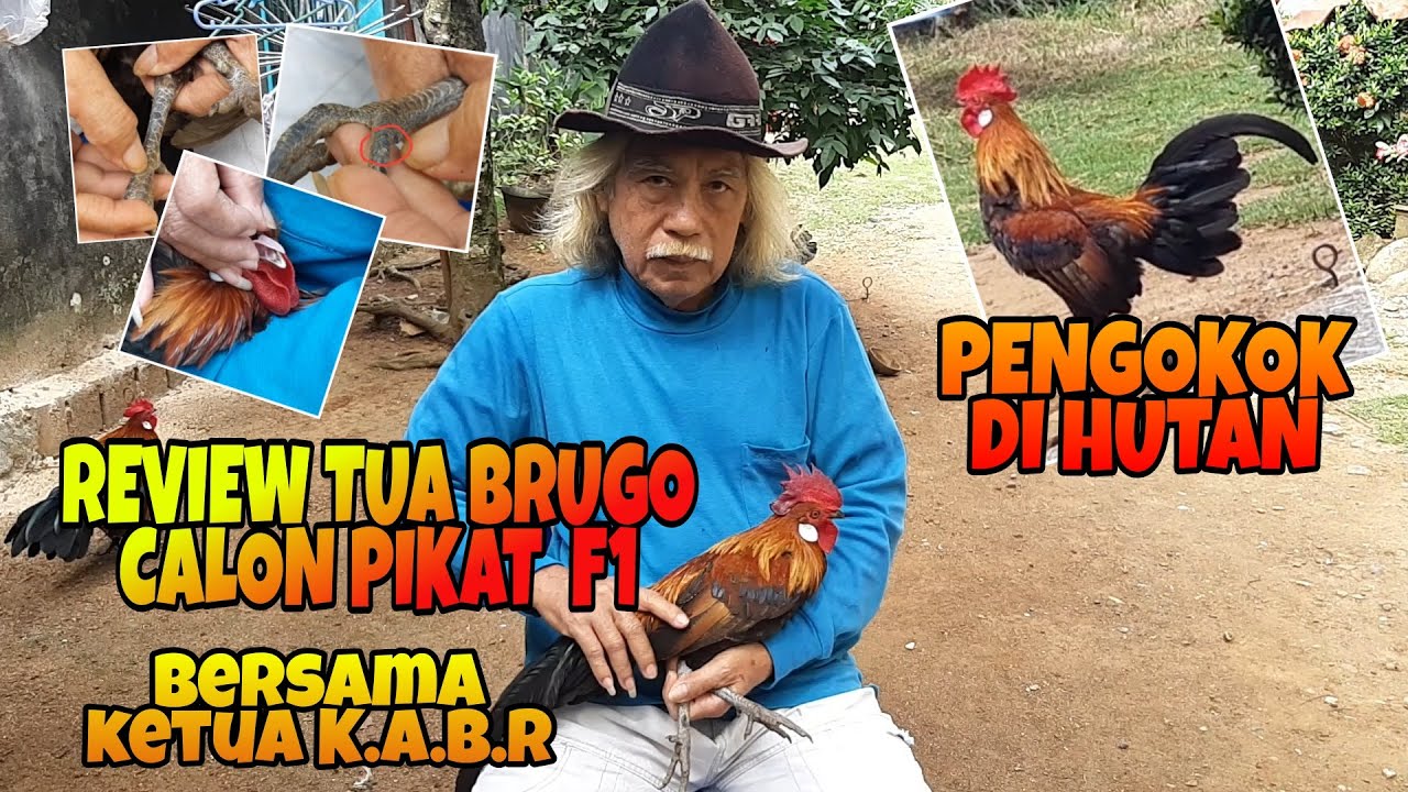 Hobi - Review Ayam Brugo Calon Pikat F1 Bersama Pak Ketua K.A.B.R