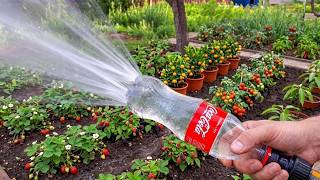 Don’t Throw Away Plastic Bottles! Brilliant Garden Watering Bucket That Saves You Money 💰