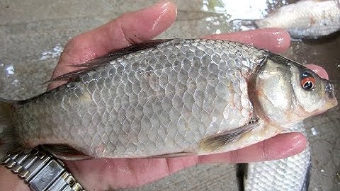 Bắt cá mùa mưa l Miền trung mùa nước lũ - Cá diếc nhiều vô kể, cá Thác lác, cá rô đồng