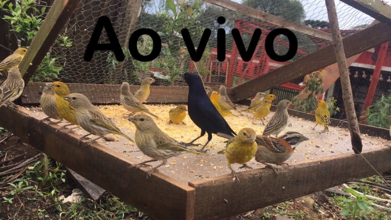 Pegando pássaros na arapuca ao vivo