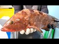 남해안 최고급 어종 붉바리 손질(꽃능시) | Hong Kong grouper , red spotted grouper | キジハタ