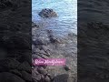 en el mar  vida es mas sabrosa #travel #viajes #calming #reels #shorts #relax #playa
