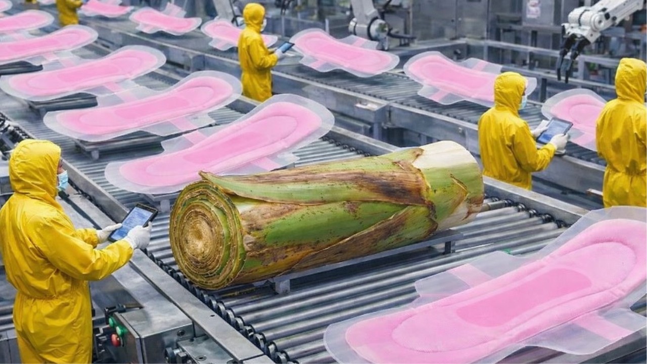 Inside a Mega Factory: Banana Fiber Turns Into Millions of Sanitary Pads | Factory Full Process 🏭🍌