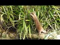 A visit to washington wetlands