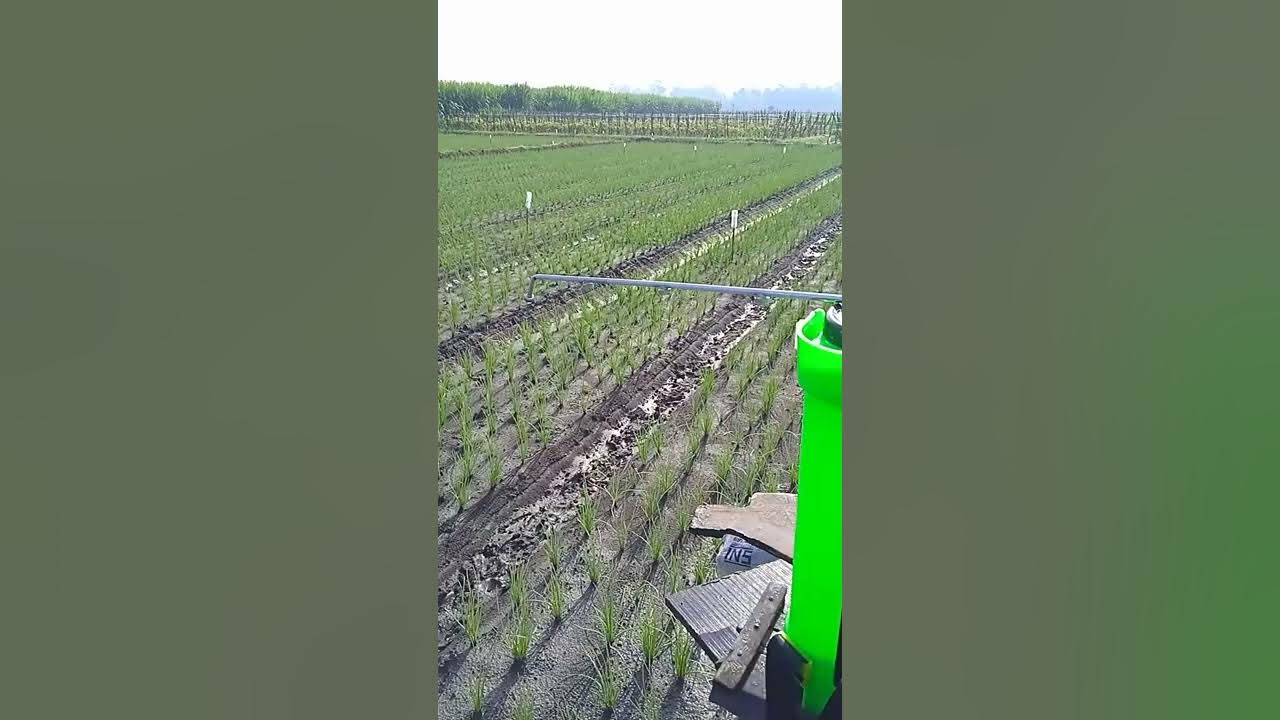 SENJATA ANDALAN PETANI BAWANG MERAH, POMPA ELEKTRIK MURAH BISA MEMPERCEPAT PENYEMPROTAN PESTISIDA