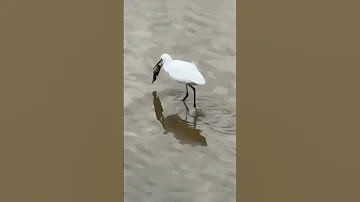 25 ส งหาคม ค ศ 2025 ส ตว โลกน าร ก Birds Nature Wildlife Automobile Animals 