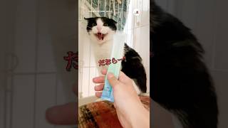 シャー猫が戸惑いながらも懐柔されていく｜PECO #shorts
