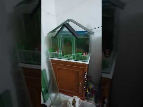 Model Aquarium Ter Unik Dan Indah Youtube