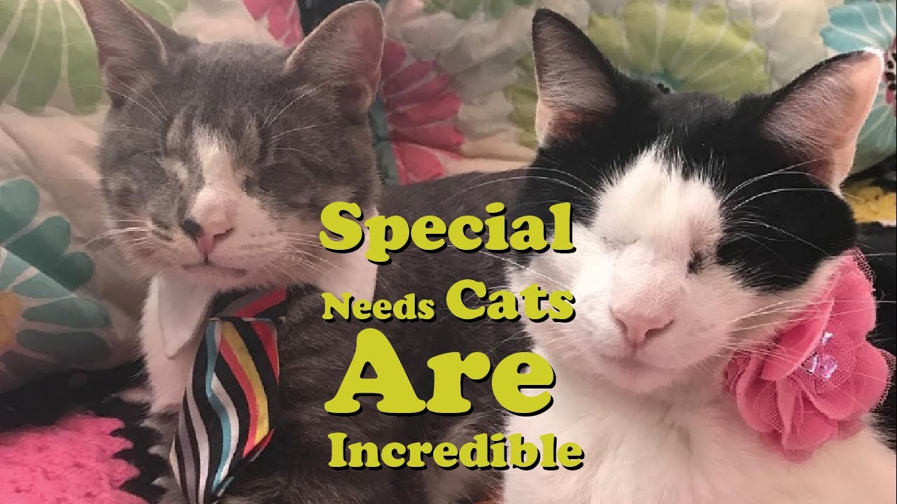Family Of Special Needs Cats Is So Adorable 🐱 | The Koala