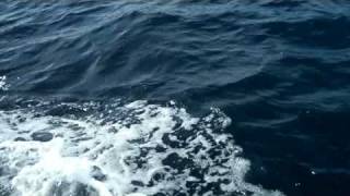 Dolphins