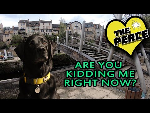 our-dog-percy-the-black-labrador-retriever-gets-confused-on-a-bridge-with-holes---dog-reacts