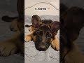 german shepherd one year transformation